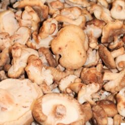Shiitake lose - Pilzzucht Pfister